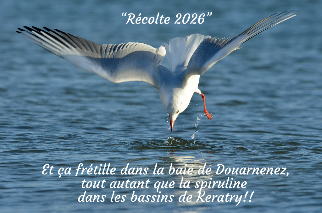 mouette
